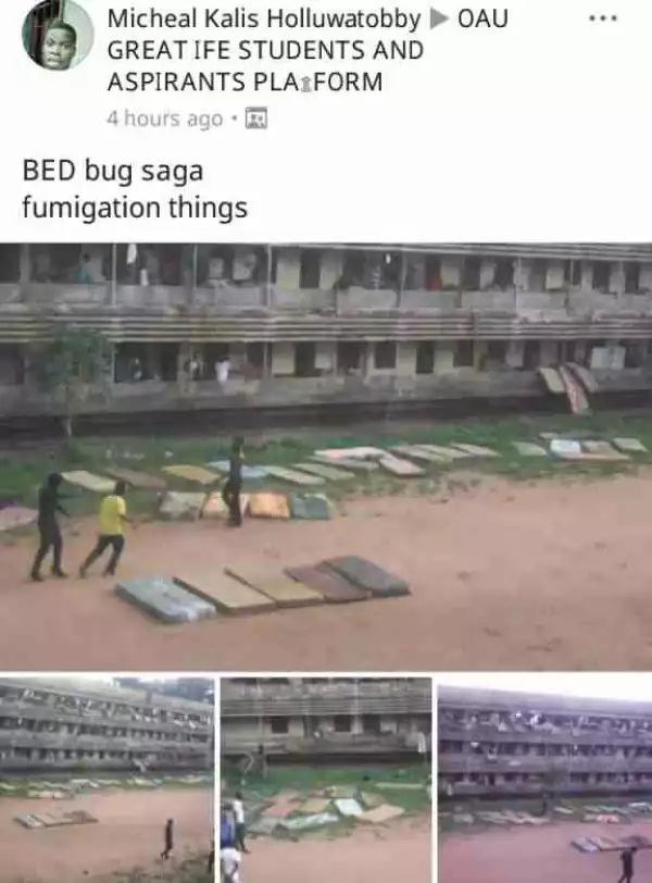 Bed Bugs Invade OAU Students